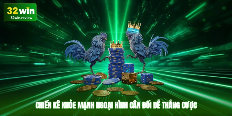 Chiến kê khỏe mạnh, ngoại hình cân đối, dễ thắng cược